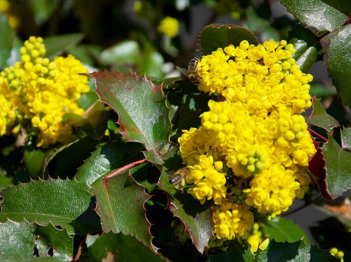 Strahlend gelbe Blüten der Mahonie umgeben von glänzend grünen, gezackten Blättern, mit einer Biene im Sonnenlicht. | © Shutterstock/Uzo Borewicz