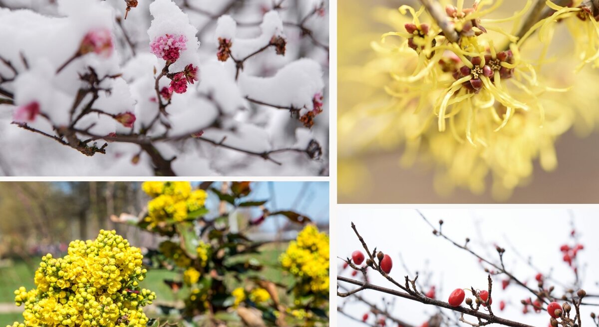 Ein Zweig mit rosafarbenen Blüten, bedeckt von frischem Schnee, vor einem winterlichen, unscharfen Hintergrund.