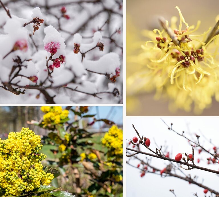 Ein Zweig mit rosafarbenen Blüten, bedeckt von frischem Schnee, vor einem winterlichen, unscharfen Hintergrund. | © Canva/Collage:bildderfrau.de