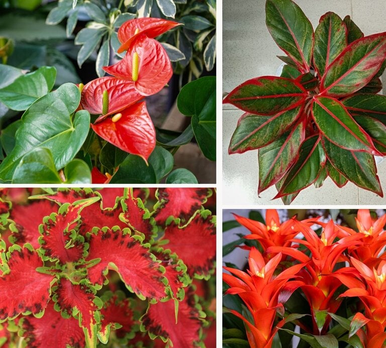 Vier Pflanzen perfekt inszeniert: Anthurie mit roten Blüten, grüne Blattpflanze mit roten Adern, bunte Coleus-Blätter, leuchtend orangene Bromelien. | © Canva/Collage:bildderfrau.de