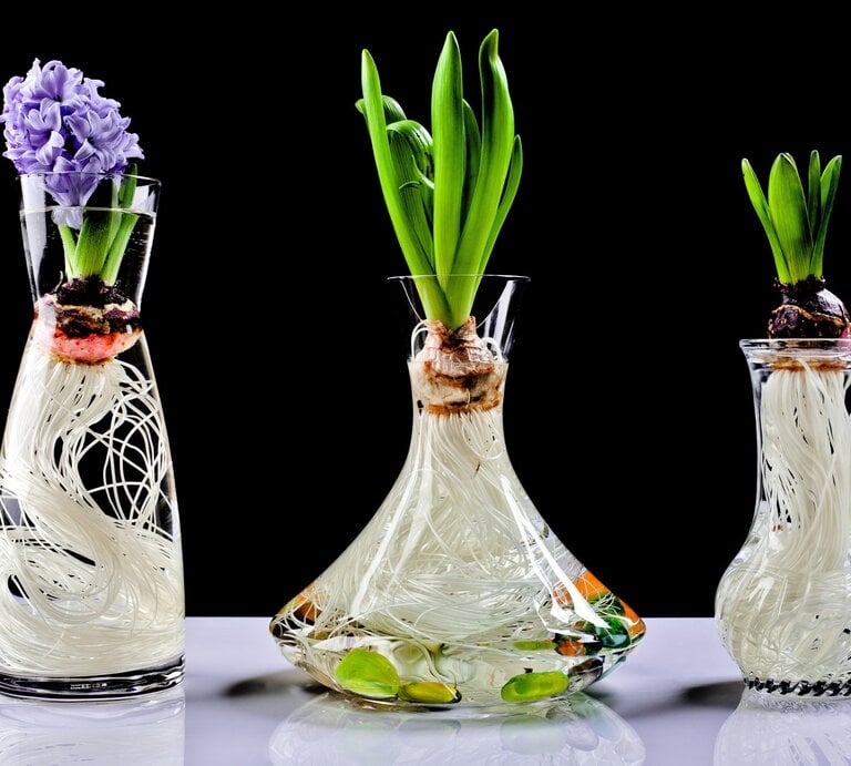 Hyazinthenzwiebeln mit grünen Blättern und langen Wurzeln wachsen in klaren Glasgefäßen, eine öffnet lila Blüten. | © Shutterstock/Ruggiero Scardigno