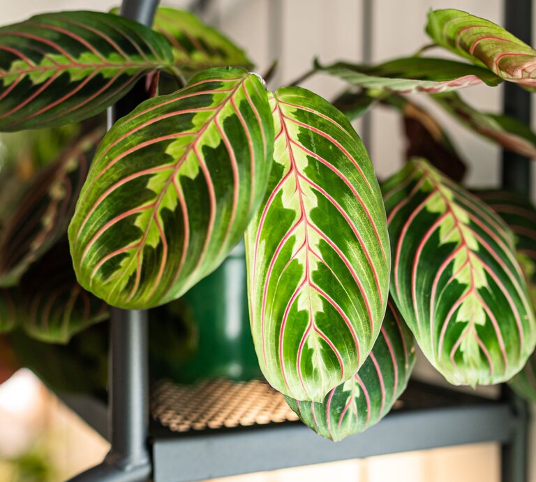 Verschiedene Zimmerpflanzen mit bunten Blättern. | © Shutterstock/Cavan-Images