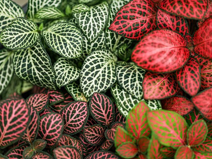 Die bunten Blätter von Fittonia eltii oder Fittonia albivenis. | © Shutterstock/Helza Nitrisia