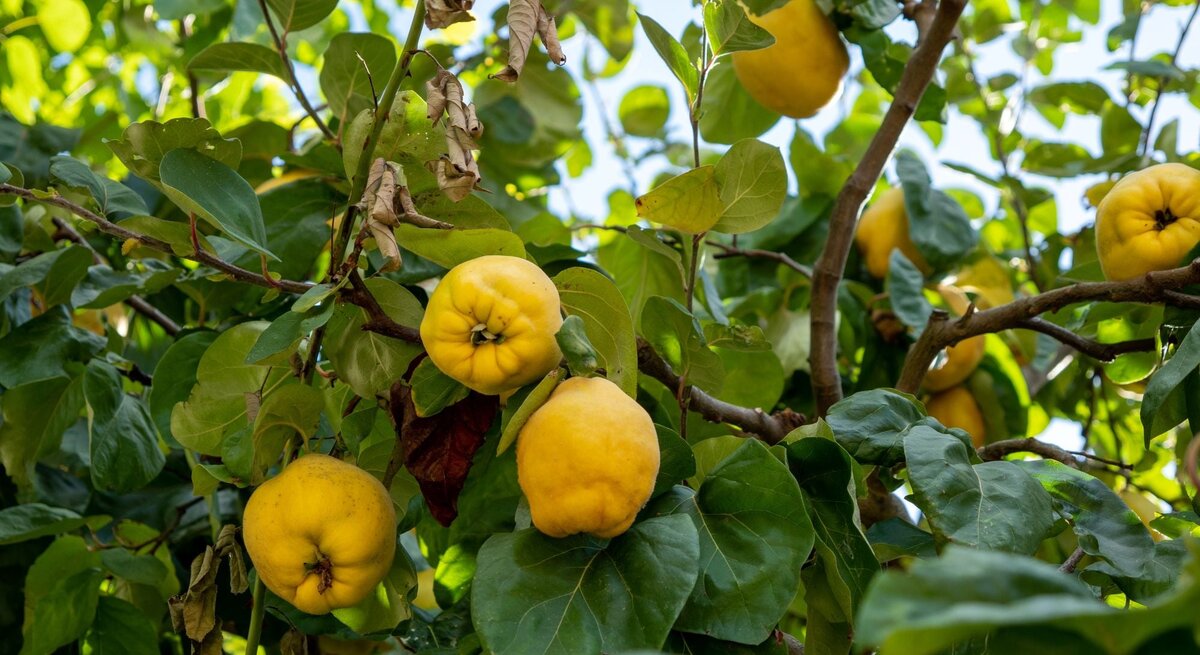 Gelbe Quitten hängen dicht zwischen grünen Blättern und teils trockenen Ästen eines strahlend sonnigen Obstbaums.