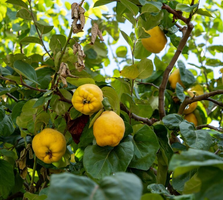 Gelbe Quitten hängen dicht zwischen grünen Blättern und teils trockenen Ästen eines strahlend sonnigen Obstbaums. | © Shutterstock/Jakob Berg