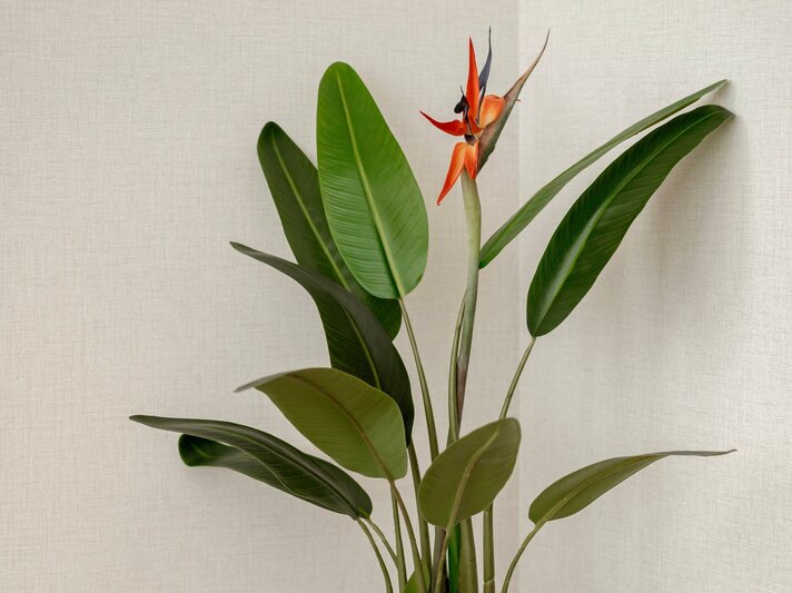 Tropische Pflanze mit elegant glänzenden grünen Blättern und einer auffälligen orange-schwarzen Blüte vor heller Wand. | © Shutterstock/oktamushendro