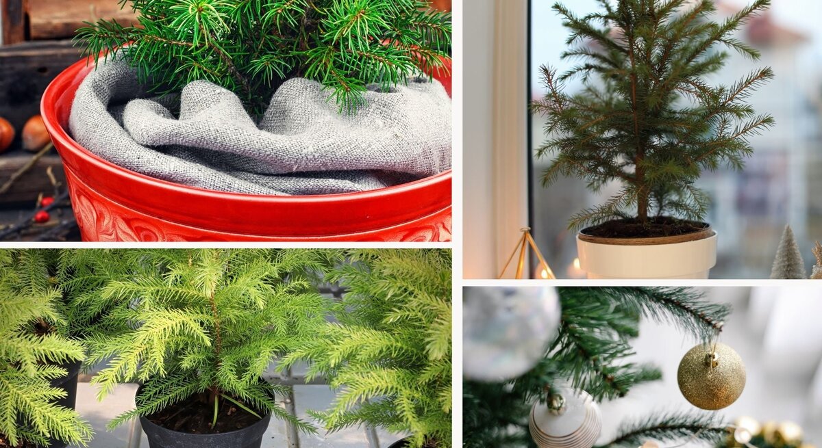 Collage aus kleinen Tannenbäumen in dekorativen Töpfen, teils mit Christbaumschmuck, auf Fensterbank und Holzuntergrund.