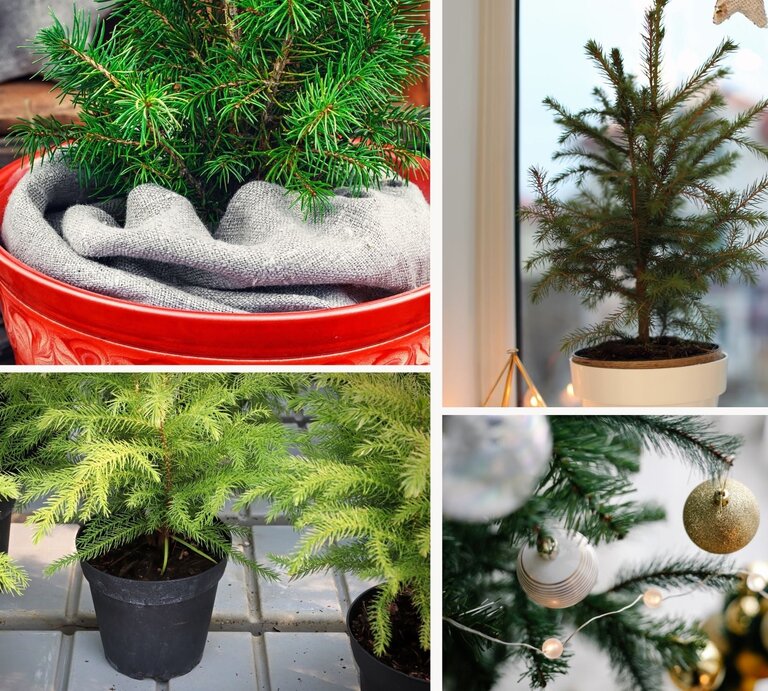 Collage aus kleinen Tannenbäumen in dekorativen Töpfen, teils mit Christbaumschmuck, auf Fensterbank und Holzuntergrund. | © Canva/Collage:bildderfrau.de