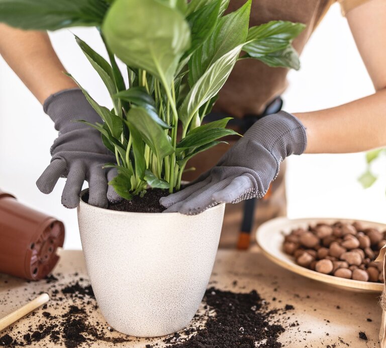 Eine Zimmerpflanze wird von zwei Händen mit grauen Handschuhen sorgfältig in frische Erde in einem weißen Topf gepflanzt. | © Shutterstock/ganjalex