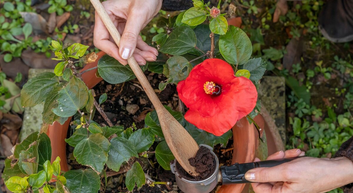 Nahaufnahme einer Hibiskuspflanze mit roter Blüte. Kaffeesatz als Dünger wird unter die Erde gemischt.