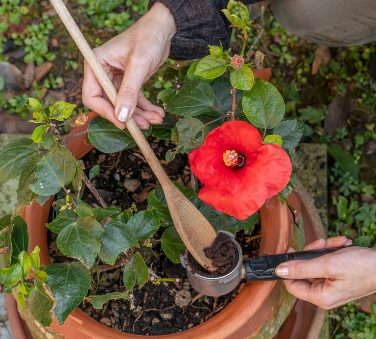 Nahaufnahme einer Hibiskuspflanze mit roter Blüte. Kaffeesatz als Dünger wird unter die Erde gemischt. | © Shutterstock/Marco Taliani de Marchio