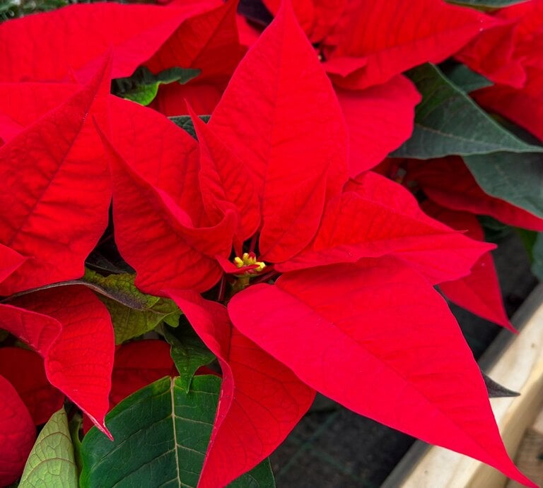 Nahaufnahme von kräftig roten Weihnachtssternblättern mit grünen Blättern darunter, detailreich auf Holzkasten im Hintergrund. | © Shutterstock/Tatjana Meininger