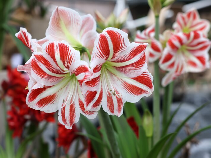 Zwei große rot-weiß gestreifte Amaryllisblüten stehen majestätisch inmitten grüner Blätter und weiterer Blüten im unscharfen Hintergrund. | © Shutterstock/wjarek