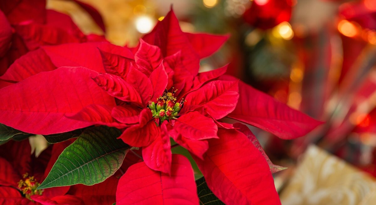 Ein prächtiger roter Weihnachtsstern mit grünen Blättern steht vor einer festlichen Kulisse aus glitzernden Dekorationen und roten Kugeln.
