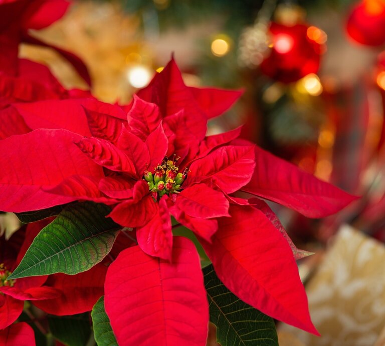 Ein prächtiger roter Weihnachtsstern mit grünen Blättern steht vor einer festlichen Kulisse aus glitzernden Dekorationen und roten Kugeln. | © Shutterstock/Leena Robinson