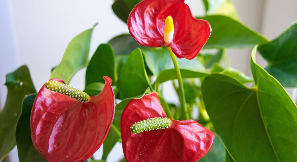 Drei glänzende rote Anthurie-Blüten mit gelbem und grünem Kolben stehen umgeben von sattgrünen Blättern vor hellem Hintergrund.