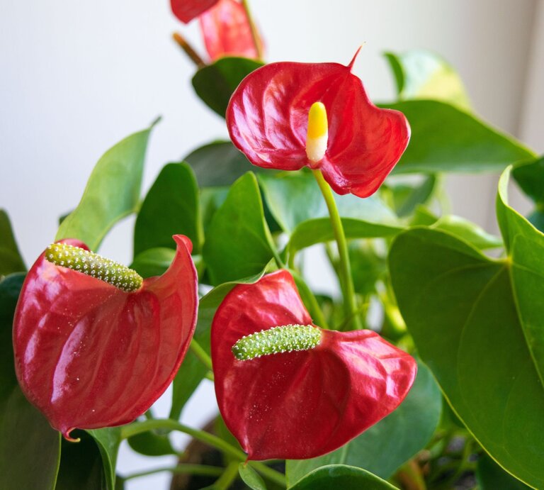 Drei glänzende rote Anthurie-Blüten mit gelbem und grünem Kolben stehen umgeben von sattgrünen Blättern vor hellem Hintergrund. | © Shutterstock/Inna Novogel