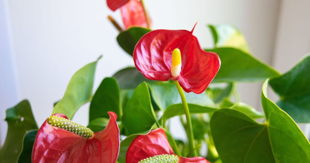 anthurium doc block michelle Variegated Anthurium 'Michelle' by DocBlock (wk18-UU) main image 1