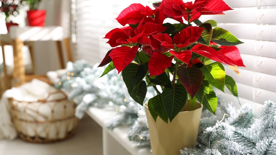 Weihnachtsstern gieen: Dieser Fehler lsst ihn schnell verwelken