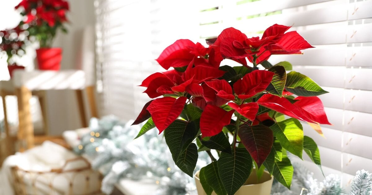 Weihnachtsstern gieen: Dieser Fehler lsst ihn schnell verwelken