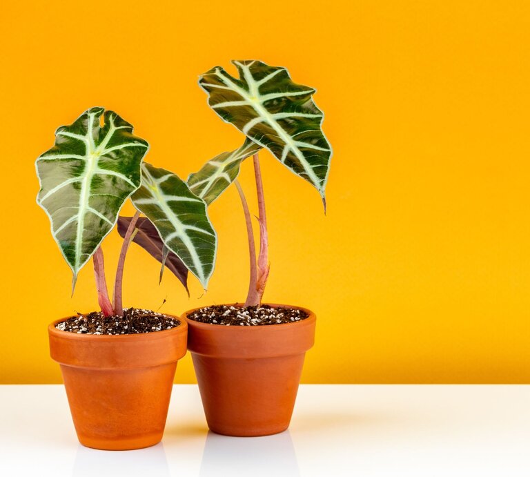 Zwei Terrakotta-Töpfe mit grünen Alokasie-Pflanzen und markanter Blattmusterung stehen vor einer leuchtend gelben Wand. | © Shutterstock/Andriana Syvanych