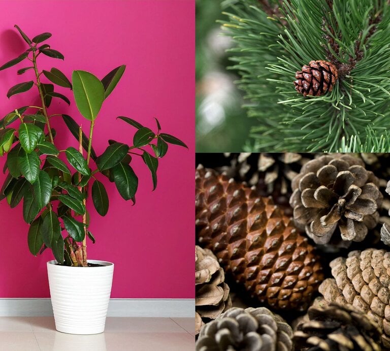 Ein großer Gummibaum mit glänzend grünen Blättern steht vor einer leuchtend pinken Wand in einem weißen Topf auf hellem Boden. | © Canva/Collage:bildderfrau.de