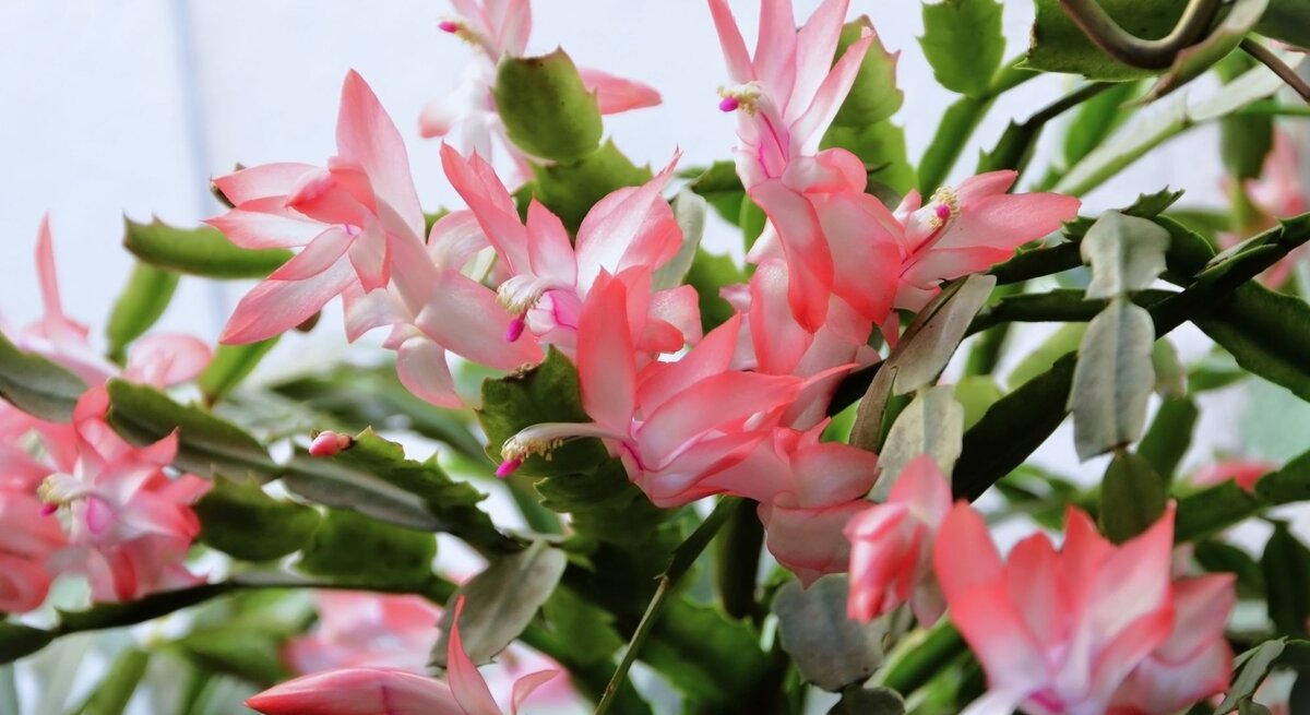 Nahaufnahme einer Weihnachtskaktus-Pflanze mit leuchtend rosa-weißen Blüten und grünen fleischigen Blättern vor hellem Hintergrund.