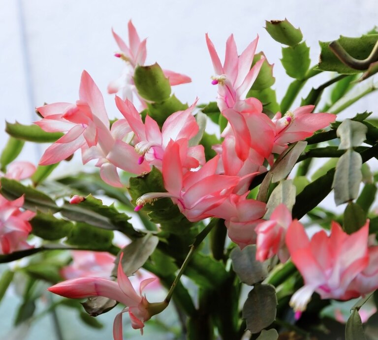 Nahaufnahme einer Weihnachtskaktus-Pflanze mit leuchtend rosa-weißen Blüten und grünen fleischigen Blättern vor hellem Hintergrund. | © Shutterstock/NANCY AYUMI KUNIHIRO