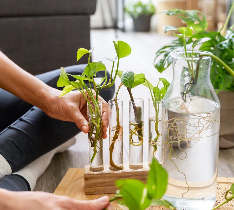 Junge grüne Efeutute-Pflanzen mit Wurzeln wachsen in Wasser gefüllten Glasgefäßen auf einem Holzboden, im Hintergrund Zimmerpflanzen. | © Adobe Stock/ AnaReda