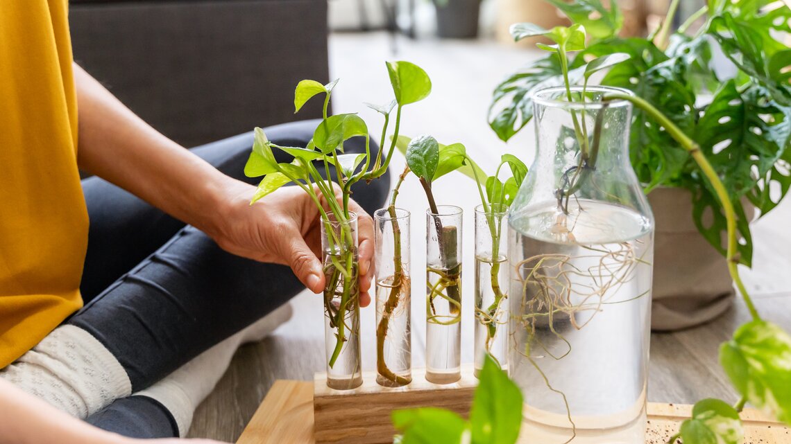 wie sieht eine efeutute aus Epipremnum Aureum (Efeutute) kaufen? | Hängepflanze main image 0