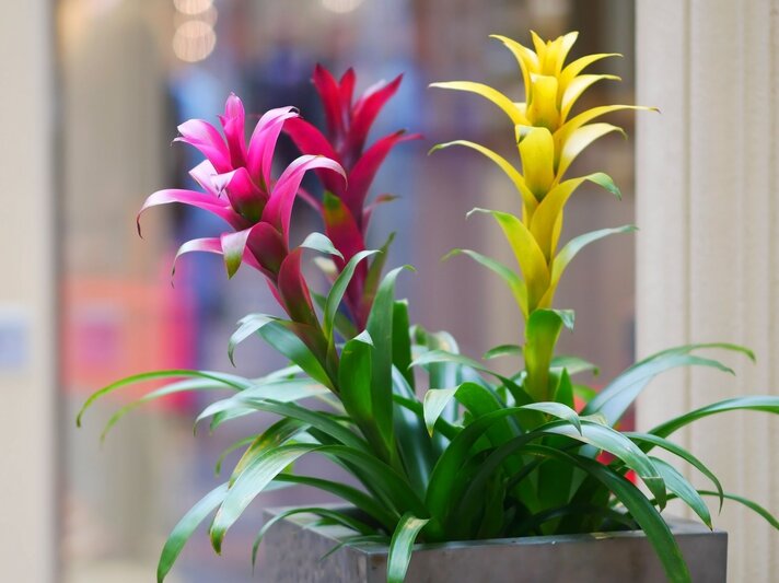 Drei Bromelienpflanzen mit rosafarbenen, roten und gelben Blüten in einem grauen Topf vor einem hellen, unscharfen Innenraumblick. | © Shutterstock/Tibesty