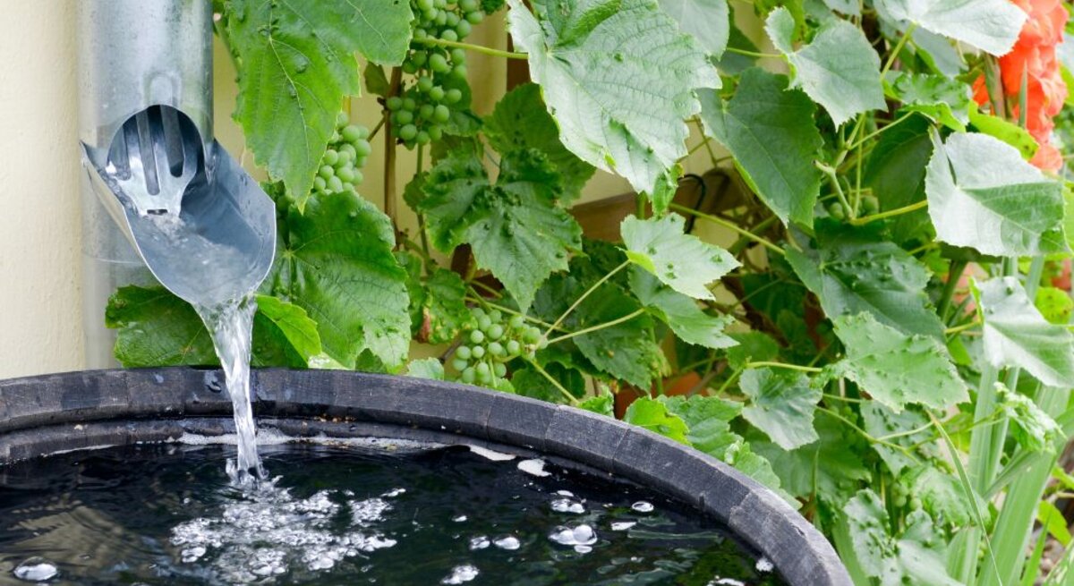 Wasser fließt aus einer Metallrinne in eine Holzfass-Tonne, umrankt von grünem Weinlaub und roten Blüten an einer beigen Wand.