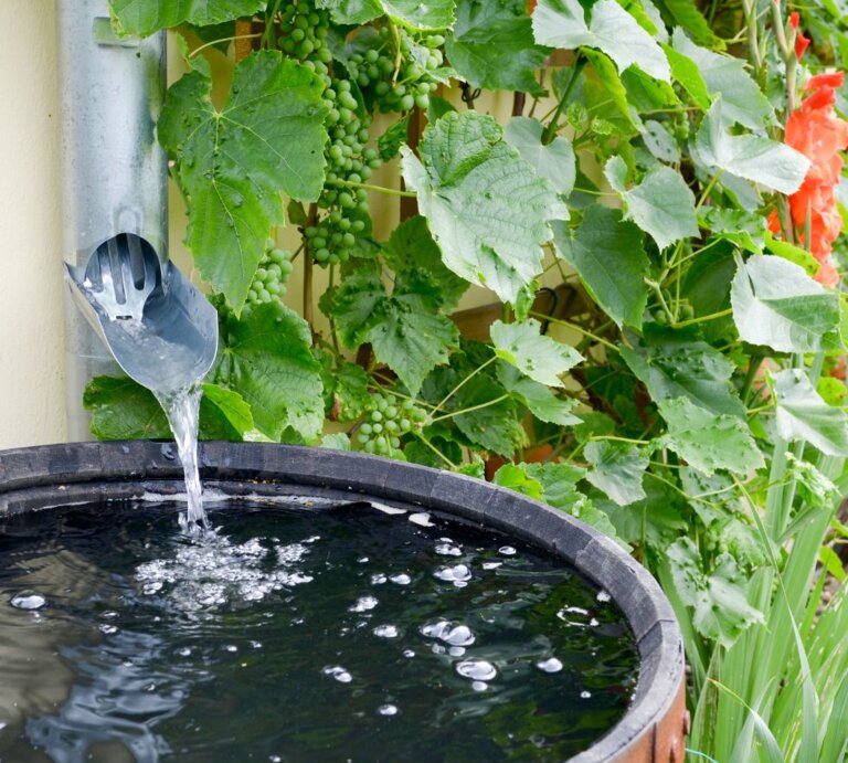 Wasser fließt aus einer Metallrinne in eine Holzfass-Tonne, umrankt von grünem Weinlaub und roten Blüten an einer beigen Wand. | © Canva/Collage:bildderfrau.de