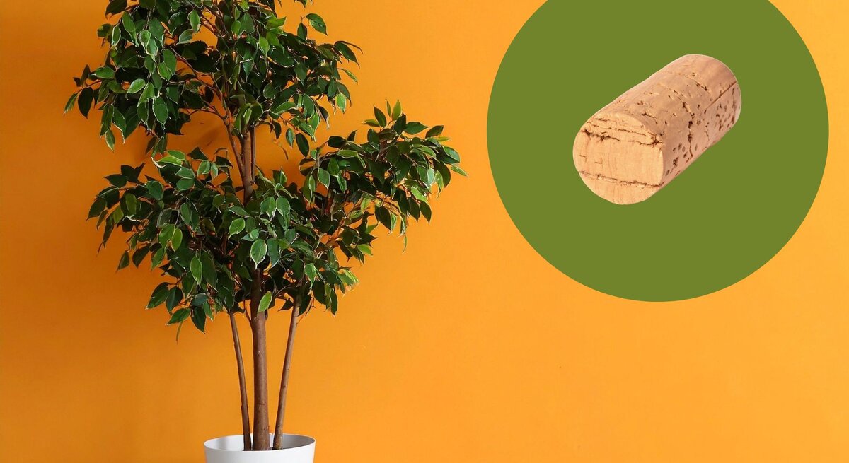 Grüner Ficus in weißem Topf steht vor einer kräftig orangefarbenen Wand, daneben ein Korkverschluss auf grünem Kreis.