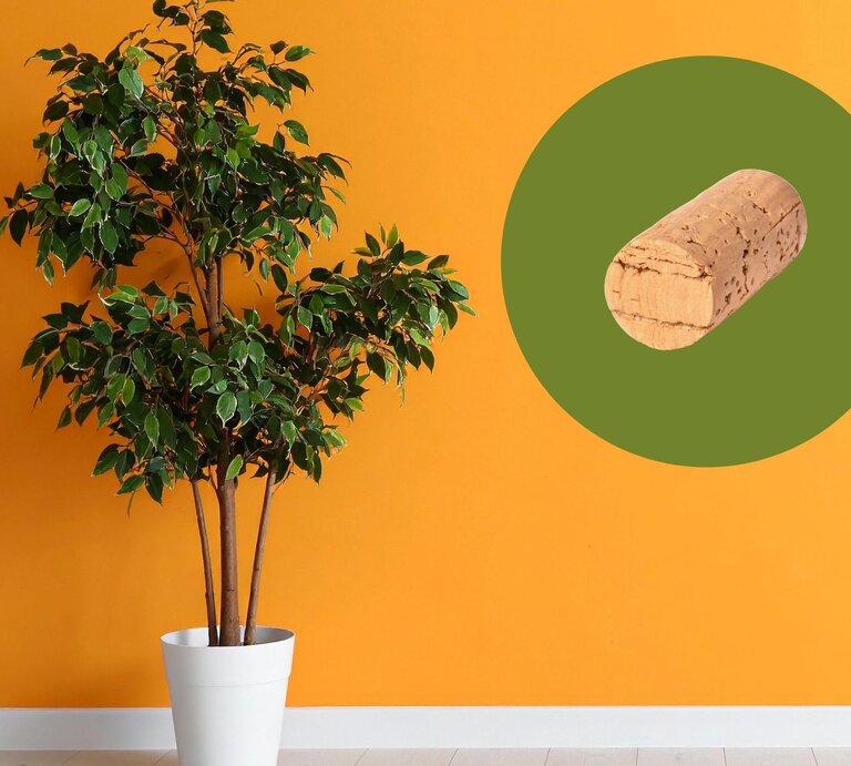 Grüner Ficus in weißem Topf steht vor einer kräftig orangefarbenen Wand, daneben ein Korkverschluss auf grünem Kreis. | © Canva:Collage:bildderfrau.de
