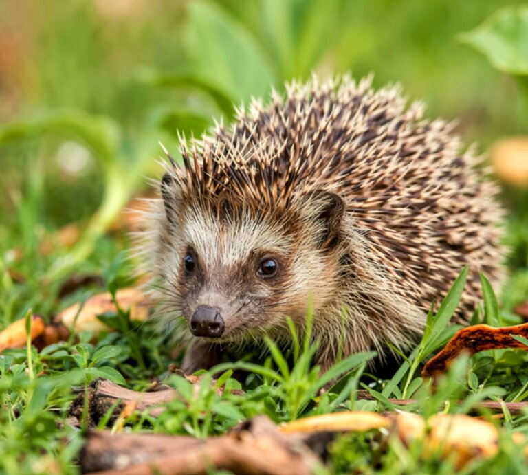 Nahaufnahme eines kleinen Igels mit braun-weißem Stachelkleid, aufmerksam schnuppernd in einer grünen Wiese mit Herbstlaub. | © Shutterstock/tiberiuaduve