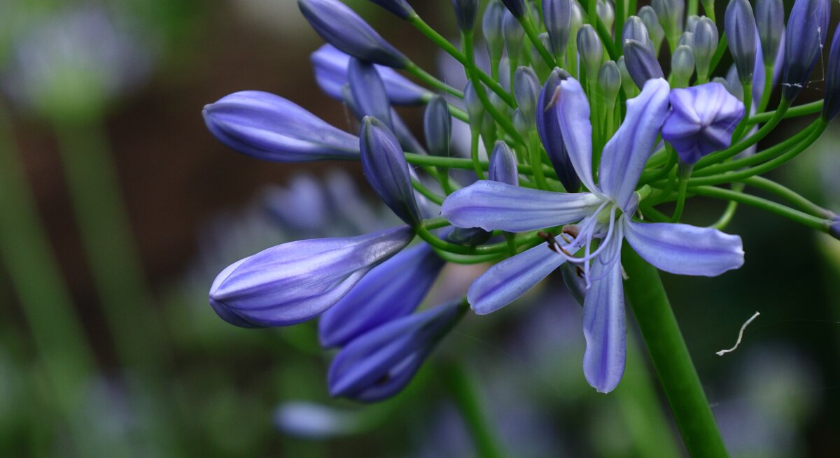 Blühende lilafarbene Schmucklilie (Agapanthus) mit geschlossenen Knospen, filigrane grüne Stängel vor natürlichem, unscharfem Hintergrund.