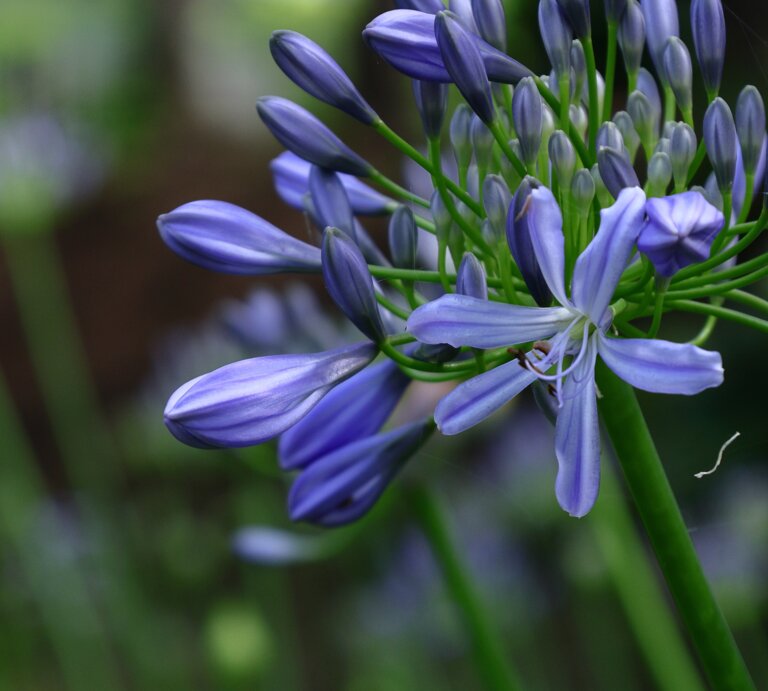 Blühende lilafarbene Schmucklilie (Agapanthus) mit geschlossenen Knospen, filigrane grüne Stängel vor natürlichem, unscharfem Hintergrund. | © Adobe Stock/  久雄 中川