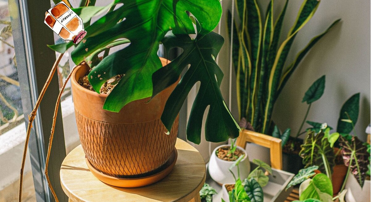 Eine große Monstera-Pflanze in einem Terrakotta-Topf auf einem Holzstuhl, umgeben von stilvoll arrangierten Zimmerpflanzen.