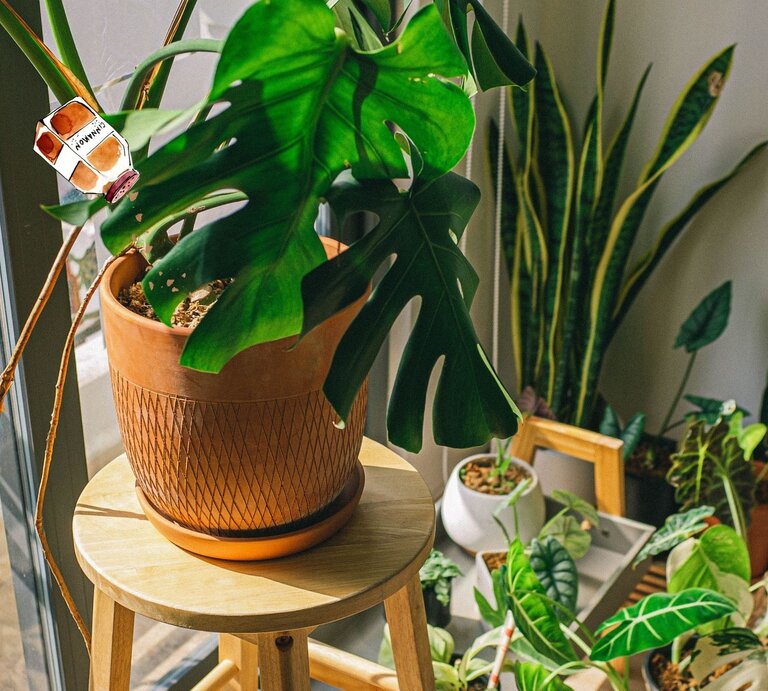 Eine große Monstera-Pflanze in einem Terrakotta-Topf auf einem Holzstuhl, umgeben von stilvoll arrangierten Zimmerpflanzen. | © Collage: BILD der FRAU, Canva
