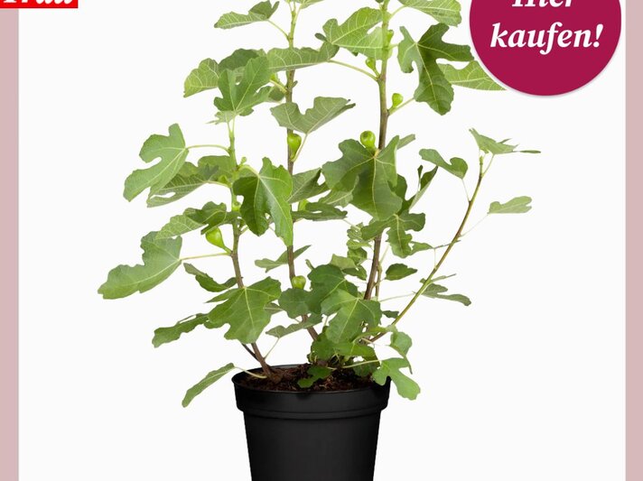 Junge Feigenpflanze mit grünen Blättern und kleinen Früchten wächst üppig aus einem schwarzen Blumentopf vor weißem Hintergrund. | © Collage: Mein schöner Garten Shop/ BILD der FRAU