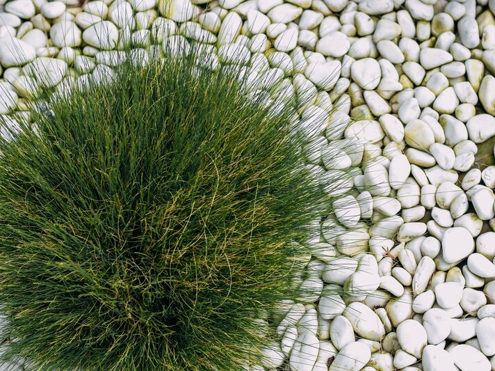 Bärenfell-Schwingel auf weißem Kies | © Getty Images