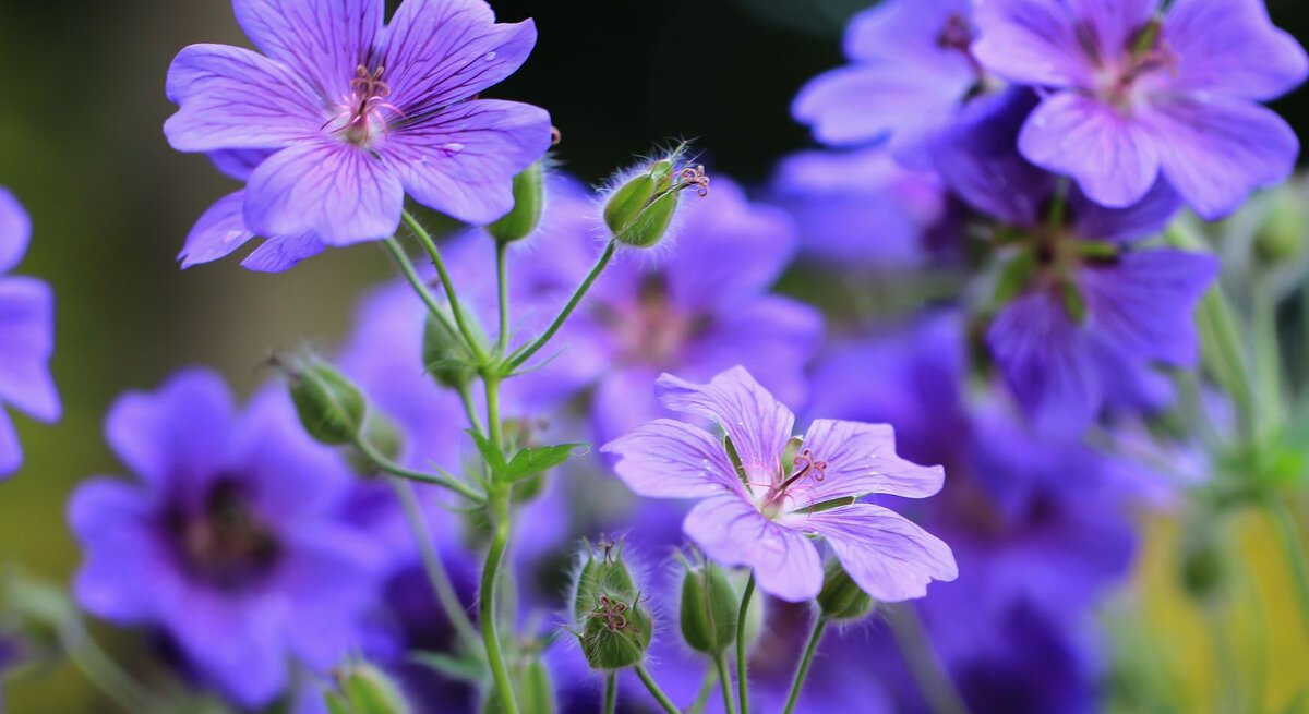 Leuchtend violette Storchschnabelblüten mit feinen Adern und zarten Staubgefäßen blühen vor unscharfem, dunklem Hintergrund.
