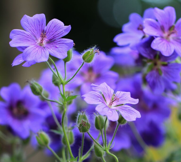 Leuchtend violette Storchschnabelblüten mit feinen Adern und zarten Staubgefäßen blühen vor unscharfem, dunklem Hintergrund. | © Adobe Stock