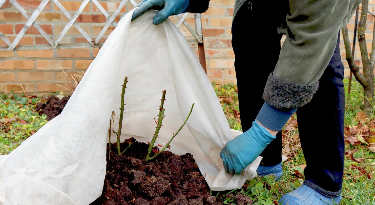 Person mit blauen Handschuhen und blauen Schuhen bedeckt junge Rosensträucher mit Vlies zum Winterschutz im Garten.