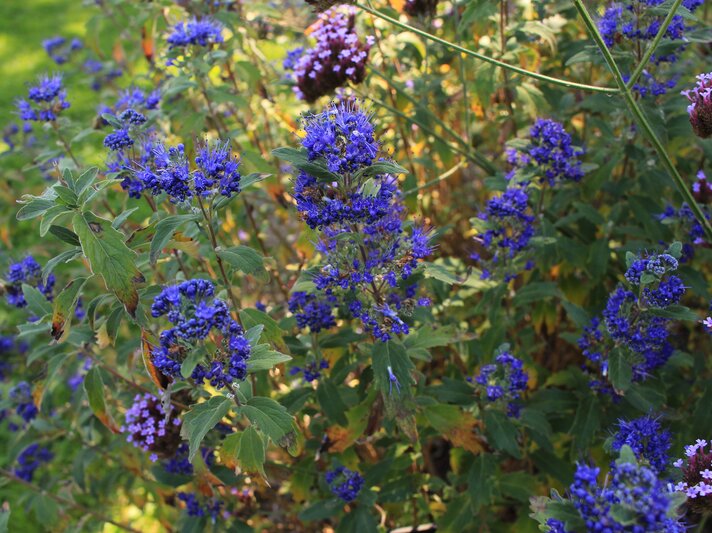 Blühender Strauch mit leuchtend violett-blauen und zart rosa Blüten inmitten von grünem Laub an einem sonnigen Sommertag. | © Adobe Stock/ RukiMedia