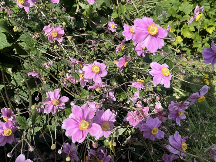 Nahaufnahme von üppigen rosa Herbstastern vor dunkelgrüner Laubkulisse, beleuchtet vom warmen Sonnenlicht eines klaren Tages. | © BILD der FRAU/ Kaja Wundersitz