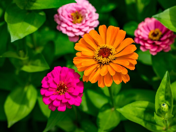 Eine leuchtend orange, pinke und rosafarbene Zinnie blühen strahlend vor tiefgrünem Hintergrund mit Blattwerk. | © Adobe Stock/ Oleksandr