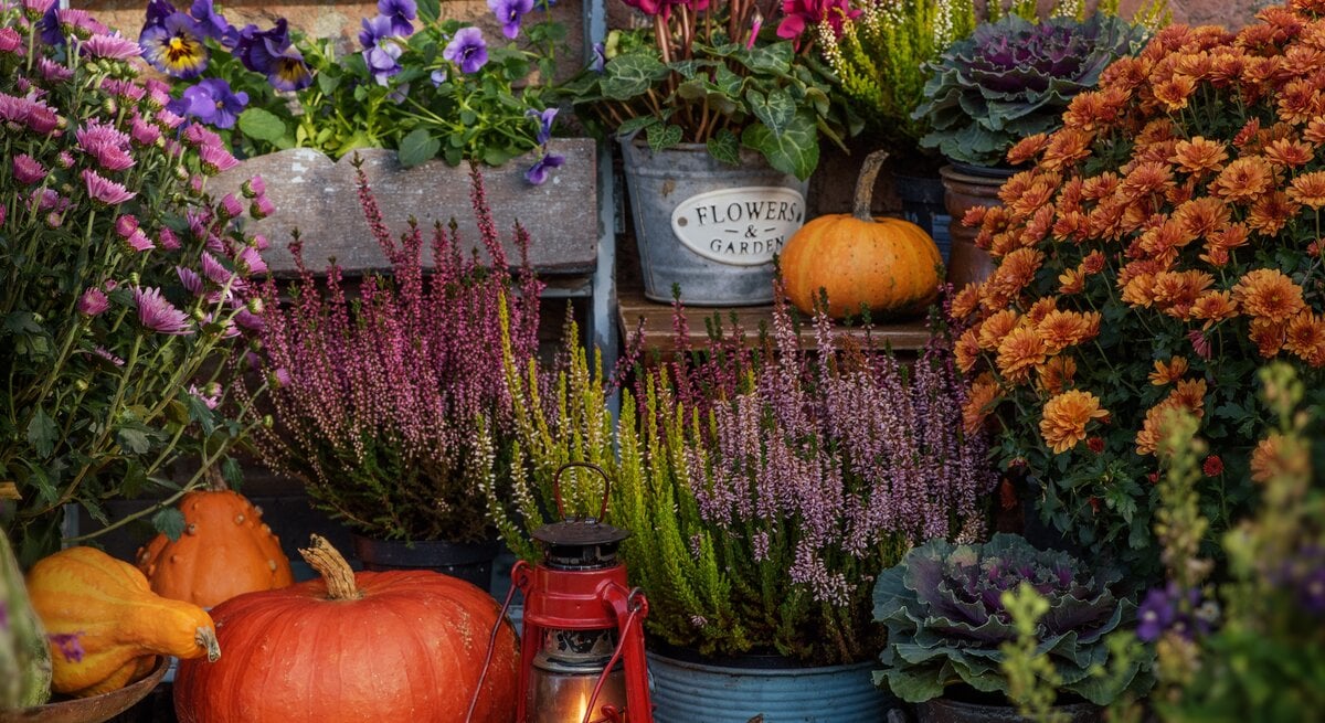 Bunter Herbstgarten mit Kürbissen, roter Laterne, Heidekraut, Chrysanthemen und Zierkohl vor einer roten Backsteinmauer.