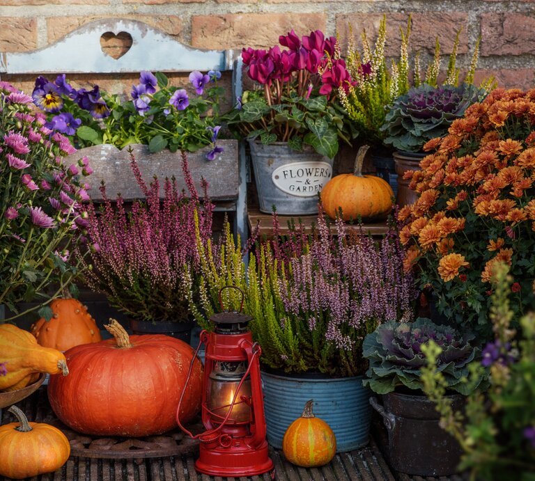 Bunter Herbstgarten mit Kürbissen, roter Laterne, Heidekraut, Chrysanthemen und Zierkohl vor einer roten Backsteinmauer. | © Adobe Stock/ Artanika